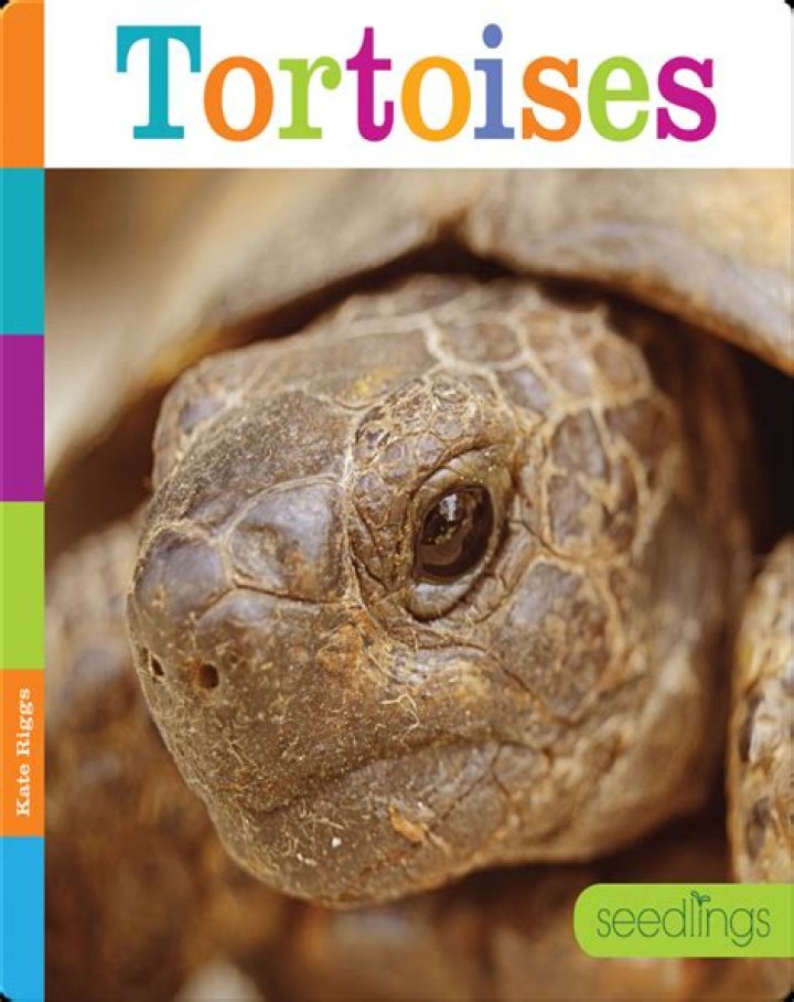 Tortoise's covering