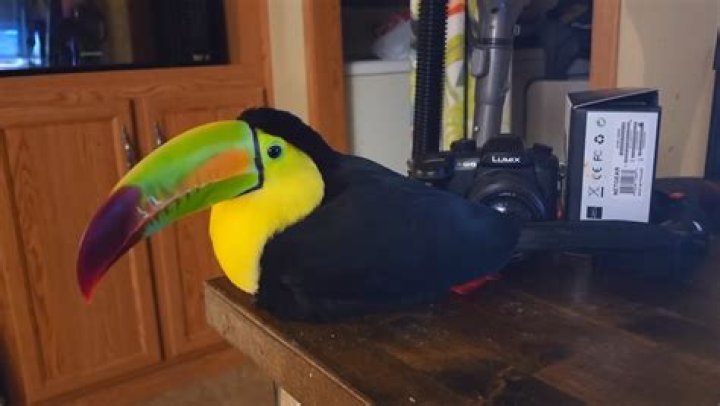 Toucan's prominent feature