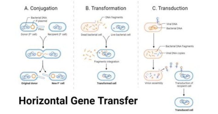 Transfer ___ (genetic material in a cell): Abbr.