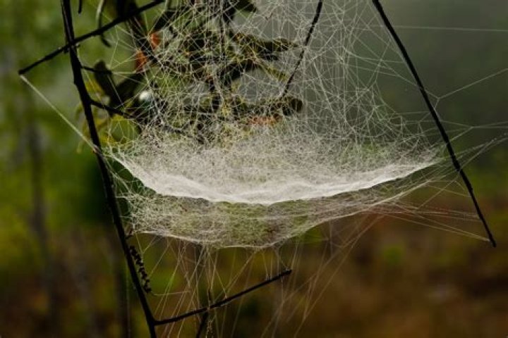 Trap made of spider silk