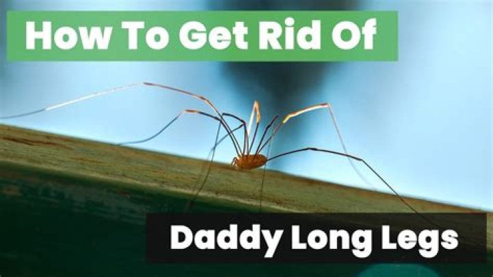 Traps made by a daddy longlegs