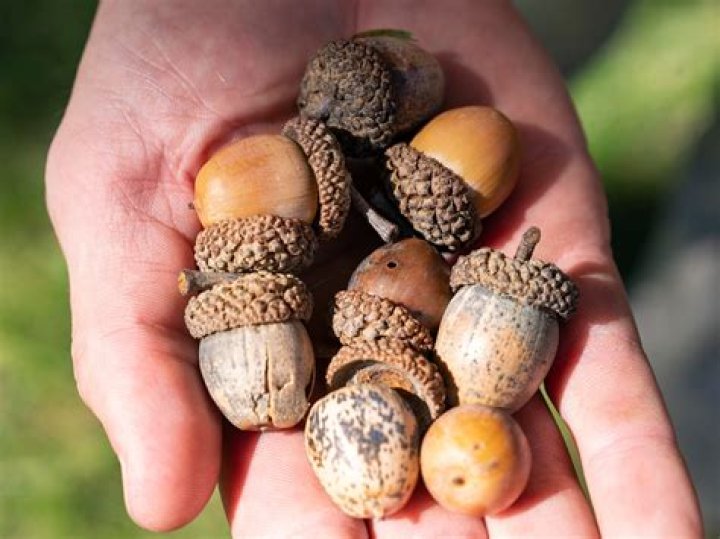 Tree that yields acorns