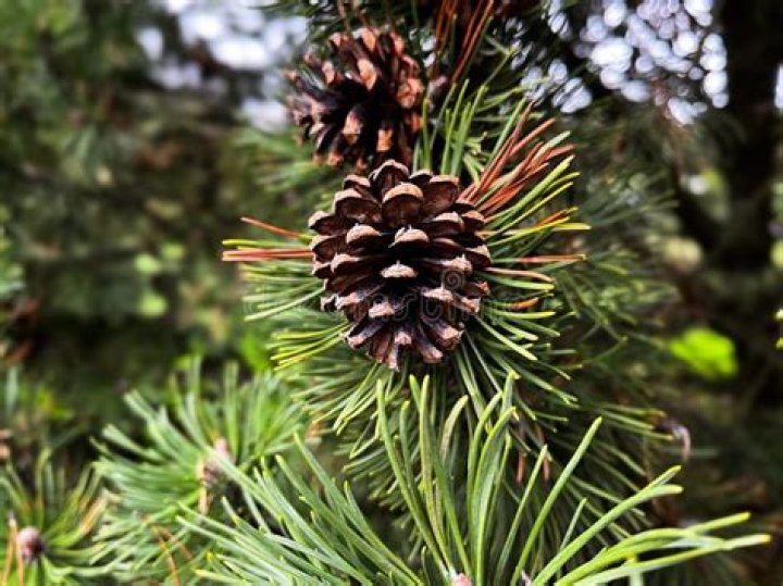 Tree with needles and cones
