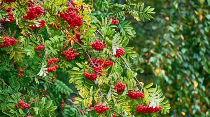 Tree with red berries