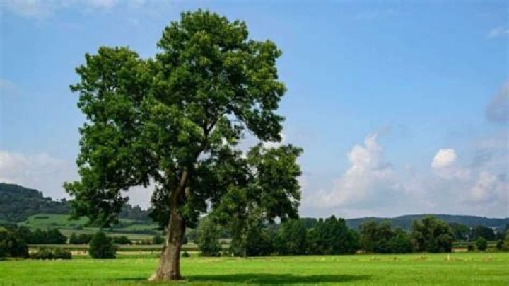 Tree with winged and European white varieties