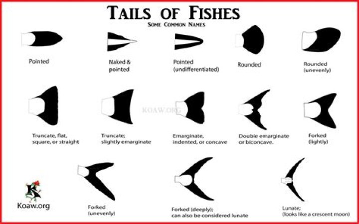 Type of fish that doesn't have fins