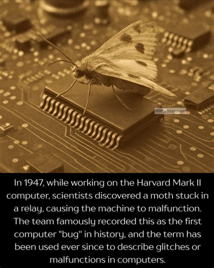 Type of insect that caused the very first computer bug