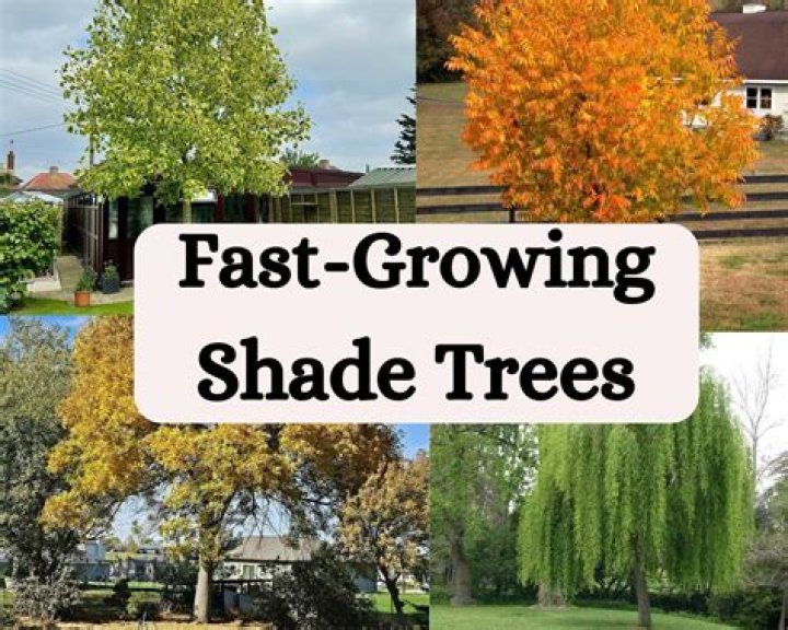 Type of shade tree