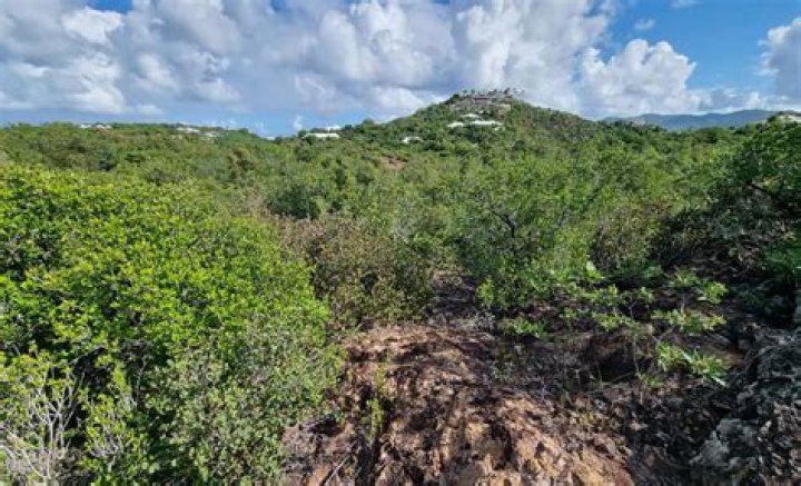 Undeveloped tract of land