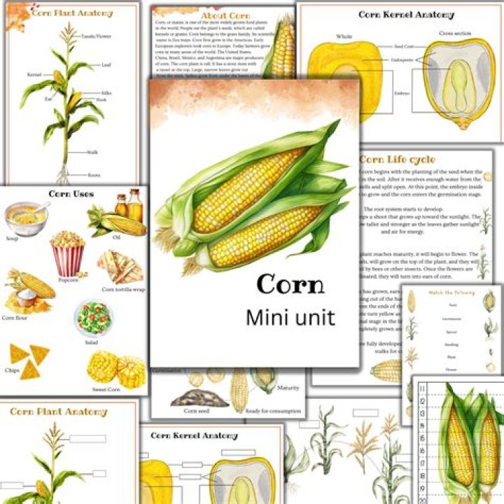 Unit of corn