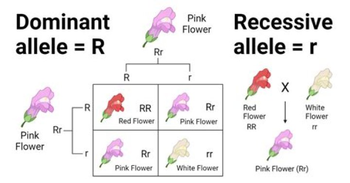Unit of heredity that can be dominant or recessive