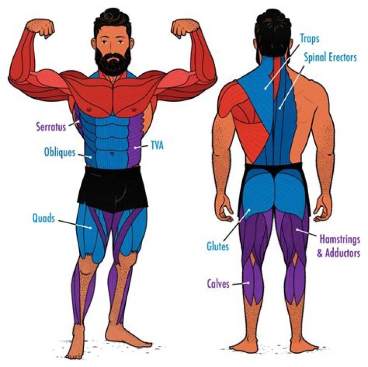 Upper-body muscles for short