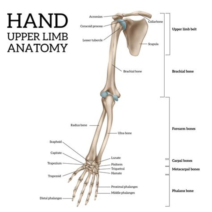 Upper limb