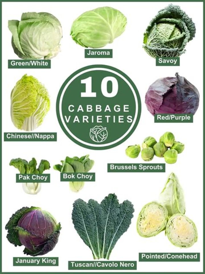 Variety of cabbage