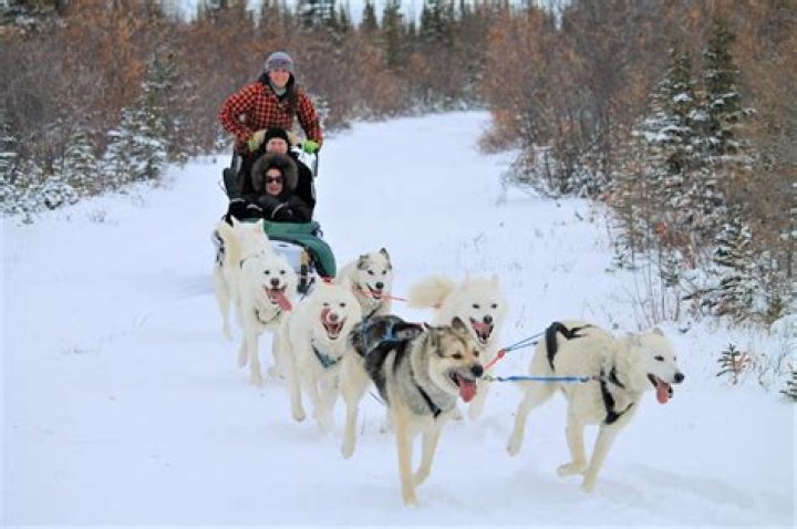 Vehicle pulled in Arctic dog races