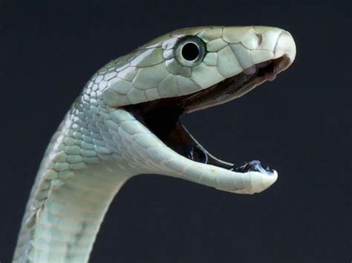 Venomous snake of Africa