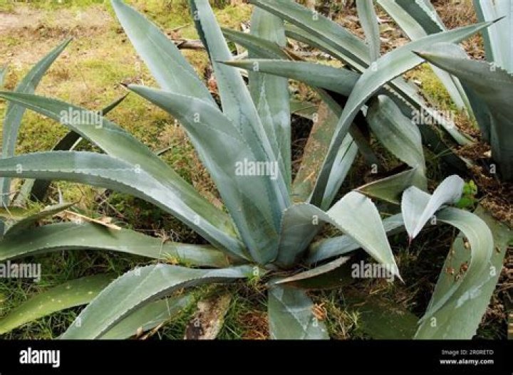 ___ vera plant which produces acemannan