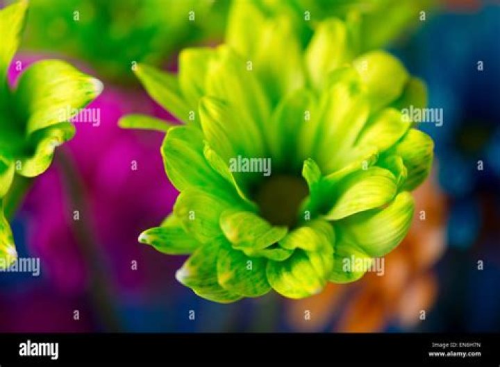 Very brightly colored