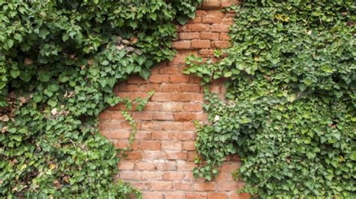 Vine that grows on the outfield walls at Wrigley Field