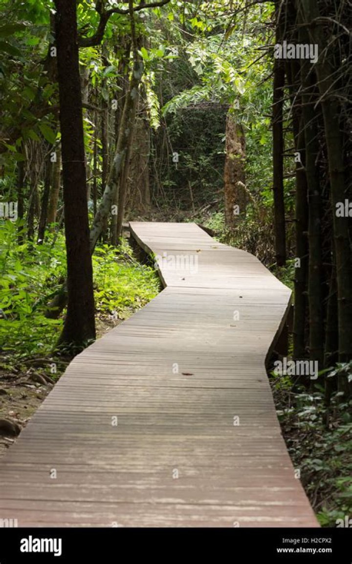 Walkway in the forest