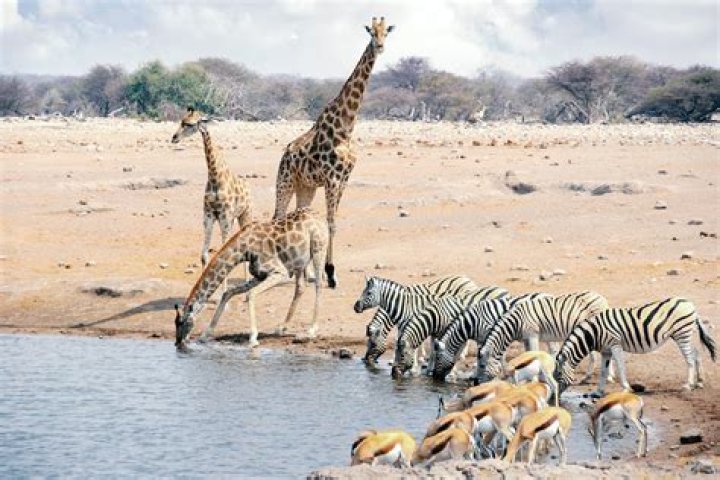 Watering holes