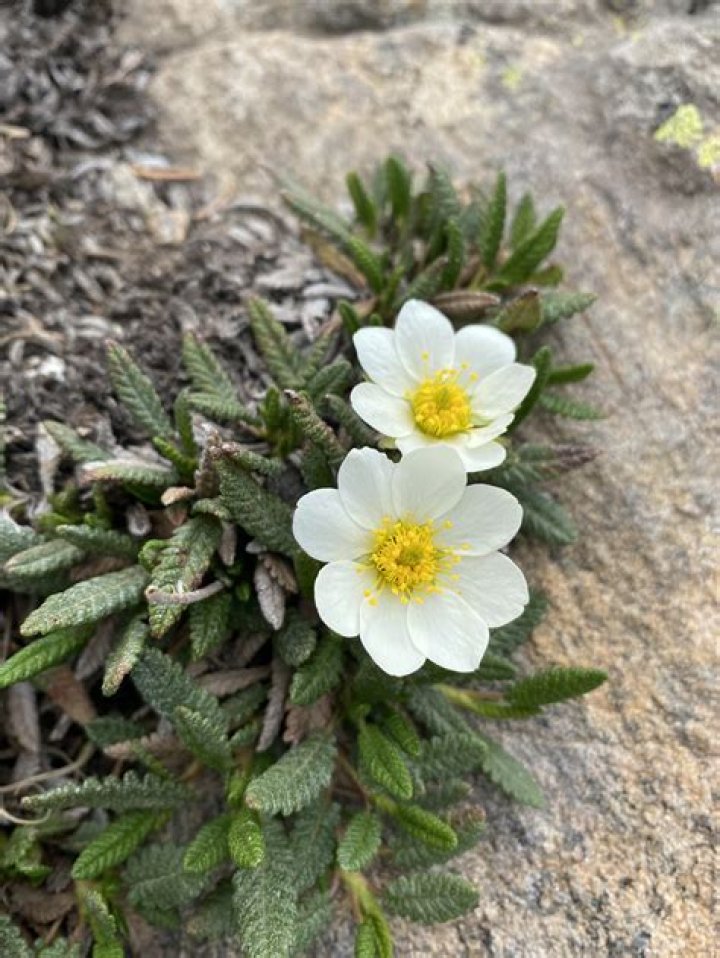 Went from seed to flower