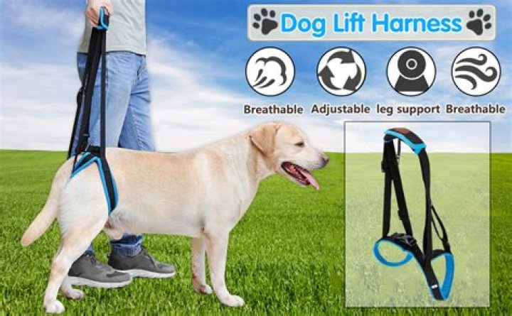 What an obedient dog lifts when you say shake!