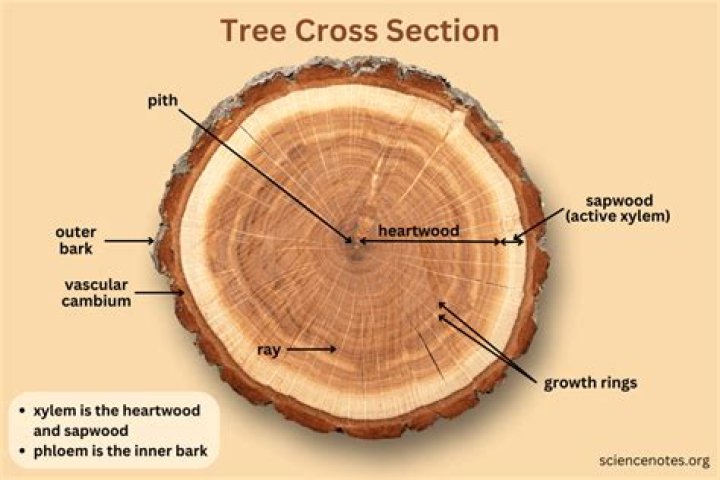 What the rings of a tree indicate