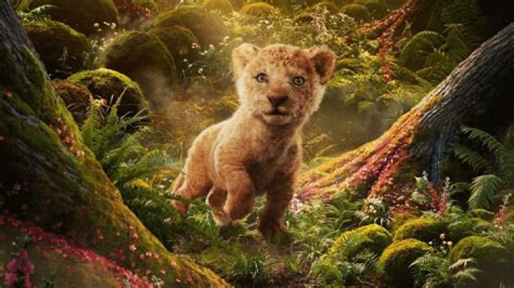 Where a lion cub is raised