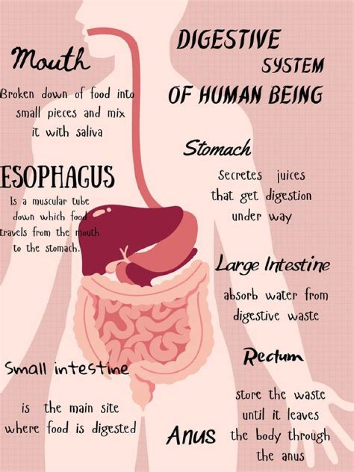 Where food is digested
