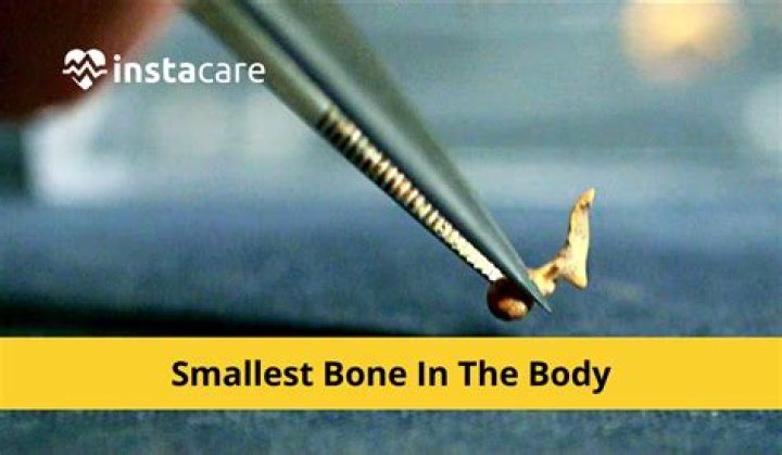 Where the smallest bone in the body is