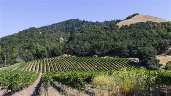 Wine valley near Santa Rosa