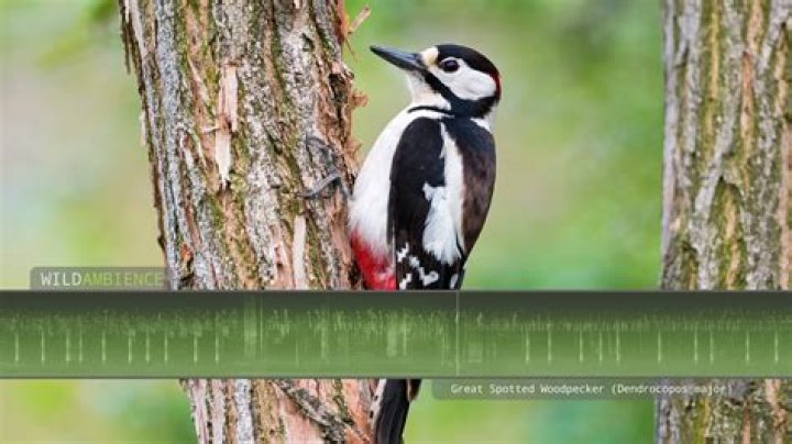 Woodpecker's sound