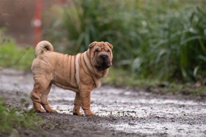 Wrinkly-faced dog that was originally bred in China