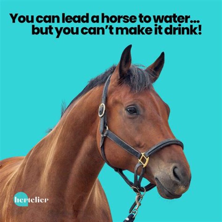 You can ___ a horse to water ...