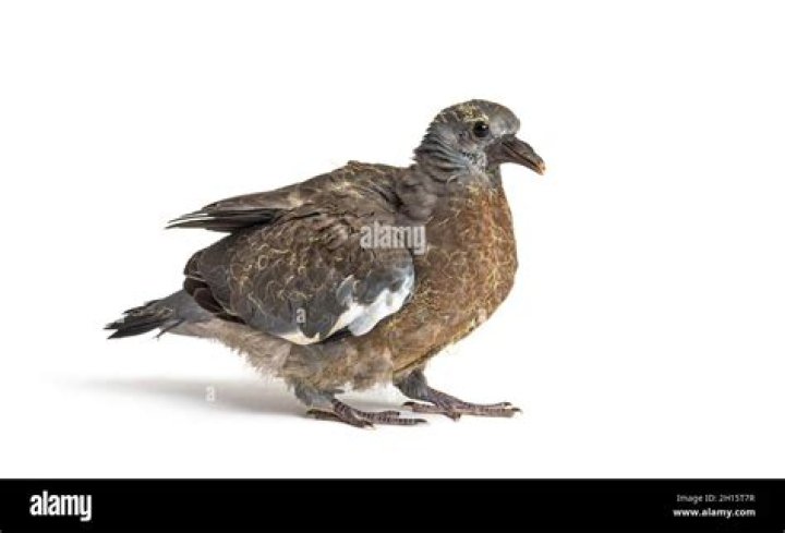 Young domestic pigeon