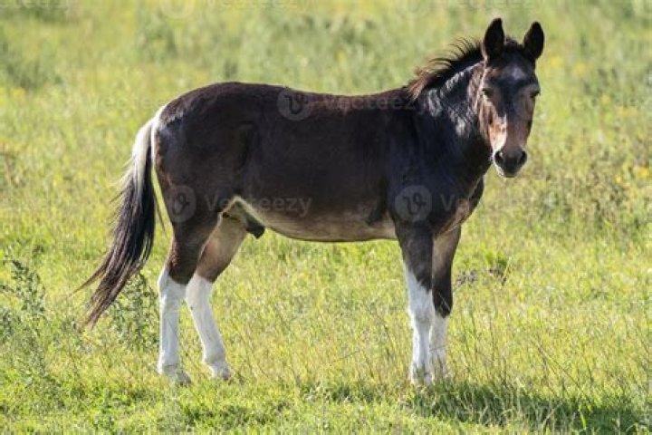 Young male horse