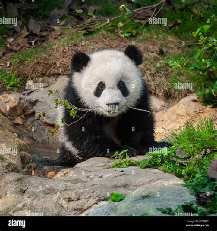 Young panda